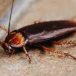 Learn 7 Details do cockroaches smell revealing their hidden pest scents